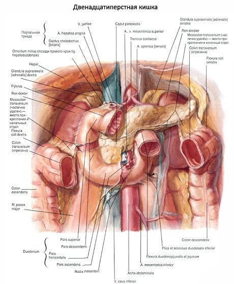 Duodenum (12 maliit na bituka)